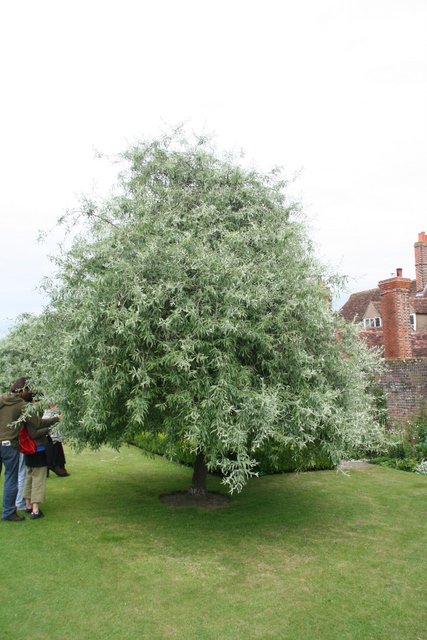 Pyrus salicifolia 'Pendula'
